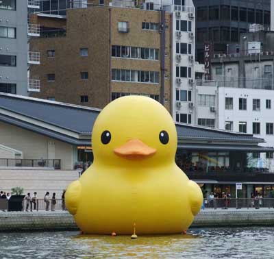 Floating duck 4